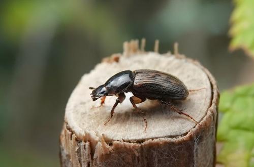 Nimbus contaminatus
